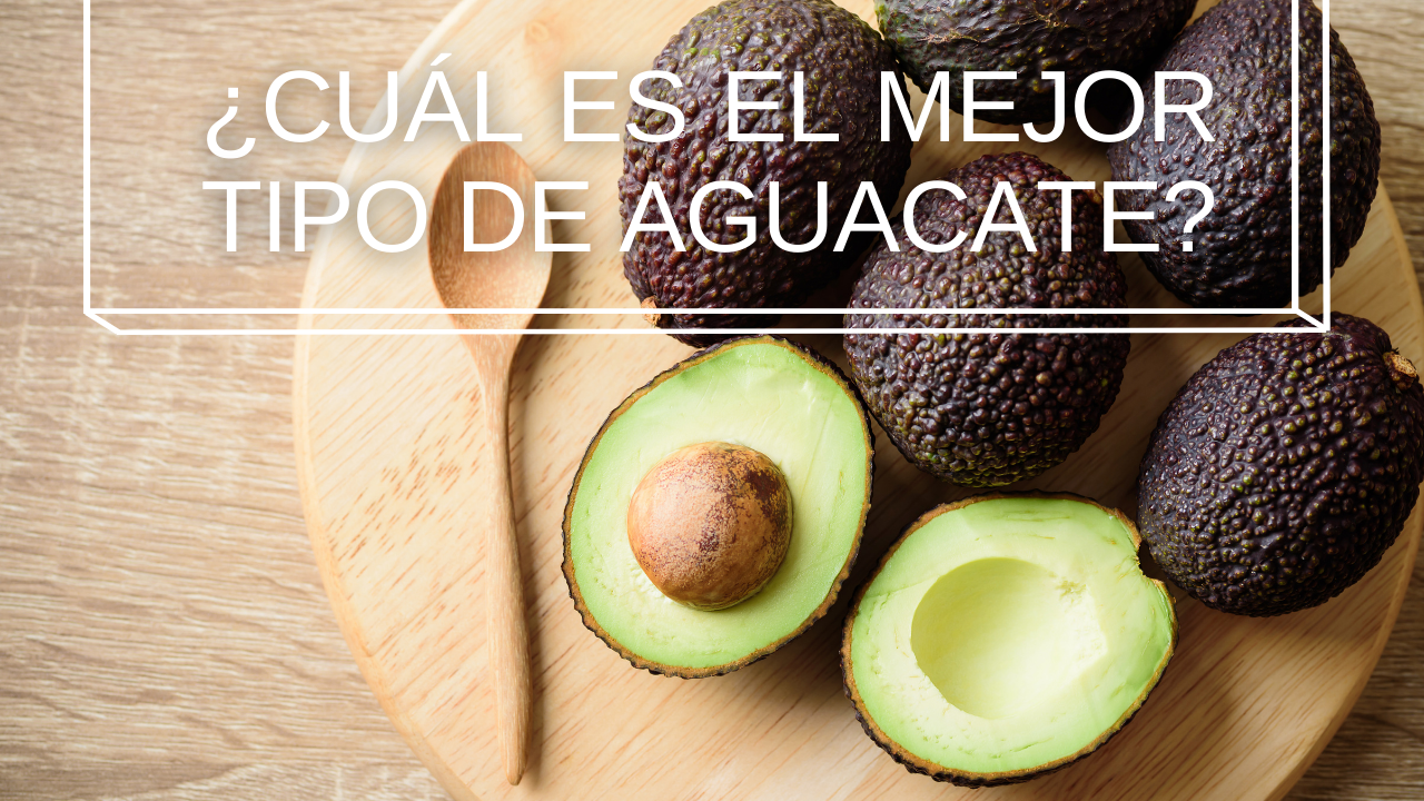 ¿Cuál es el mejor tipo de aguacate?