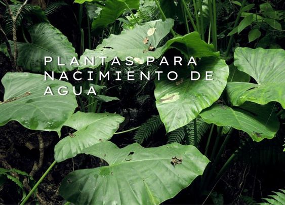 Siembra Plantas Para Proteger Nacimientos De Agua