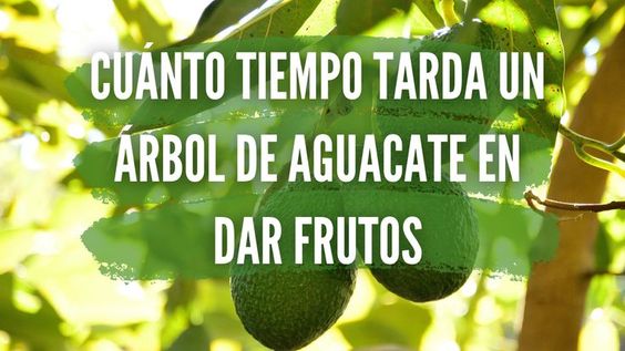 Tiempo en dar frutos un arbol aguacate