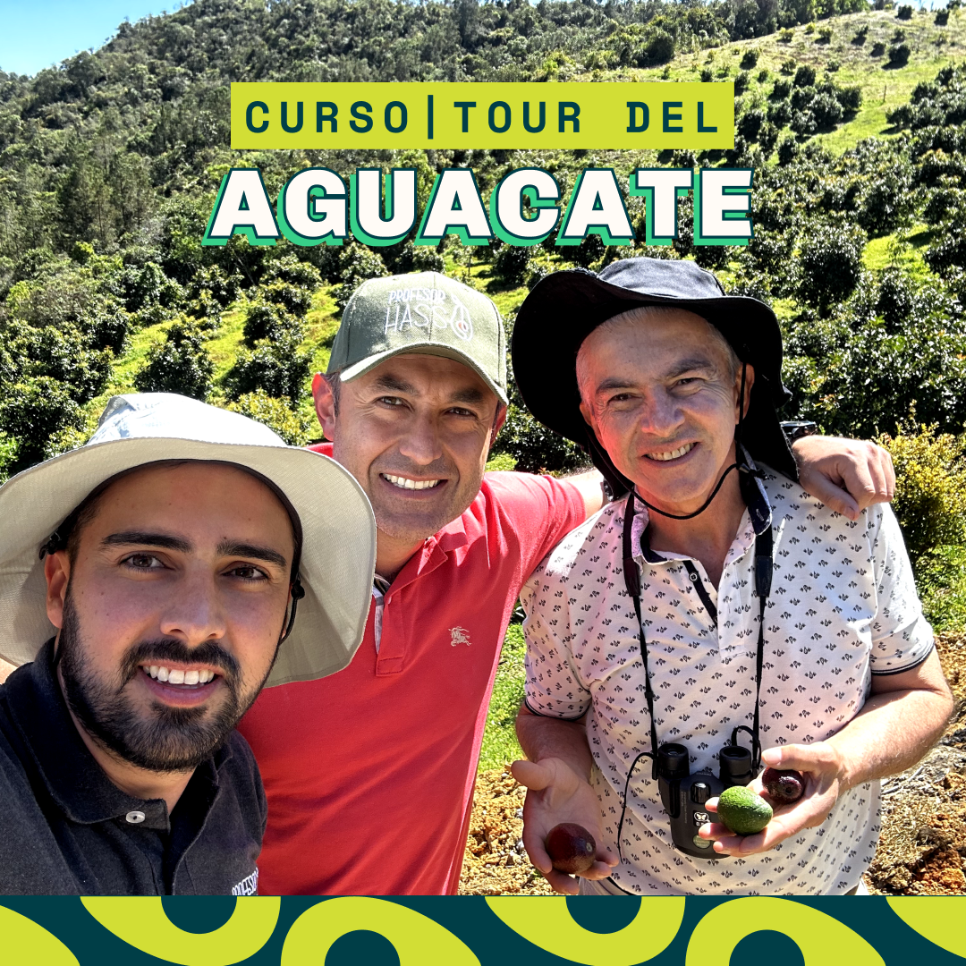 CURSO | TOUR DEL AGUACATE